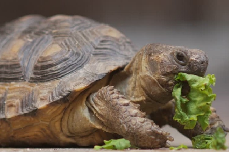 Turtle food-petline