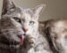 7-reasons-cats-clean-themselves-so-much